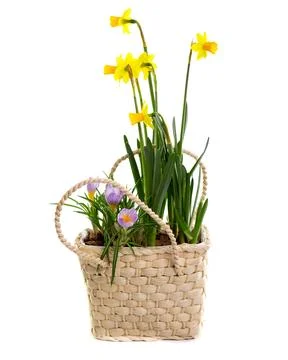 Flower composition in wicker basket Stockfoto's