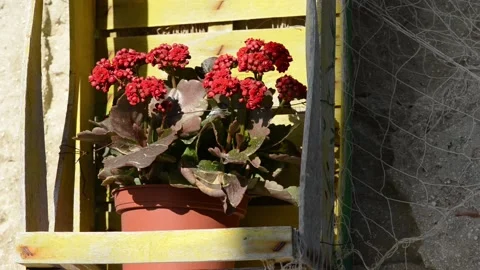 Flower composition with wooden box Stock-Footage 152237572