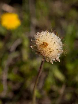 Flower composition from yellow dandelions Stock Photos