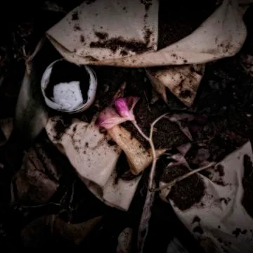 Flower on a compost heap Stock Photos