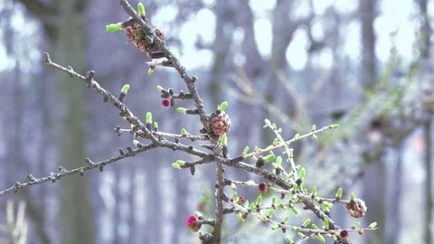 Flower on a coniferous tree 스톡 동영상 74992186