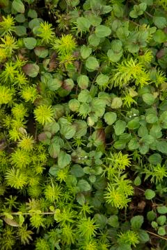 Flower Contrast. Stock Photos