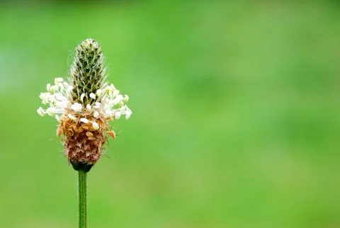 Flower with copy space Stock Photos