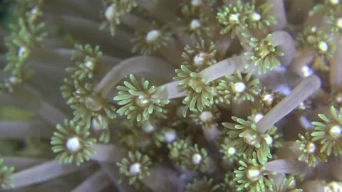 Flower corals close up moving slowly in ocean current Stock Footage 218595992