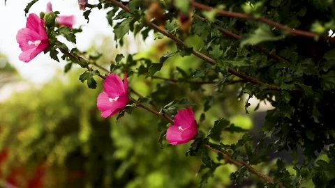 Flower Corect 50Fps Slown motion Stock Footage 303055831