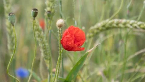 Flower in corn field Stock Photos