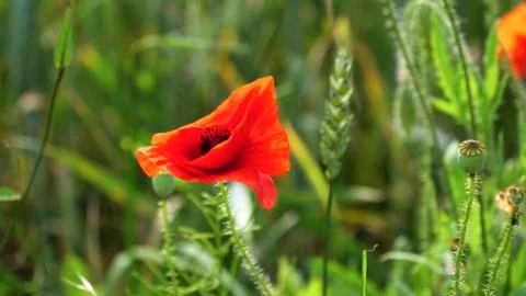 Flower in corn field Stock Photos