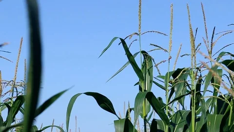 Flower of corn tree with blue sky. Video stock 88715318