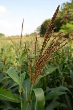 Flower of corn tree with corn field background 写真素材