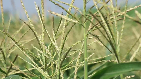 The flower of corn on the tree with a natural background Stock Footage 266624629