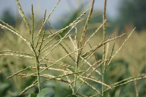 The flower of corn on the tree with a natural background Stock Photos