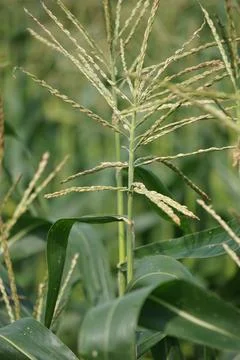 The flower of corn on the tree with a natural background Stock Photos