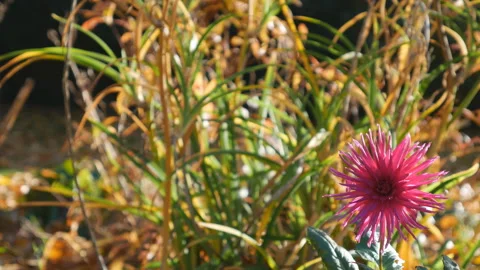 A flower on the corner with blurred background. Stock Footage 98194176