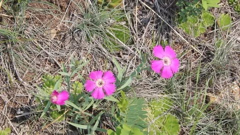 Flower cornflower 1 Stock Footage 87017830