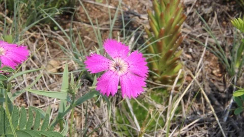 Flower cornflower 2 Stock Footage 87017832