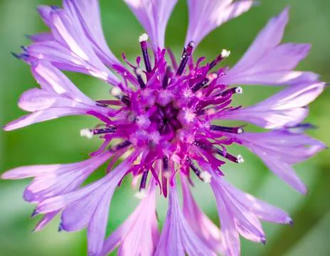 Flower cornflower field Stock Photos