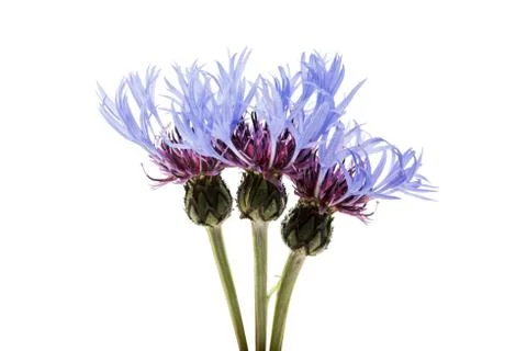 Flower of cornflower isolated Stock Photos