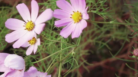 Flower Cosmos 스톡 동영상 55760830
