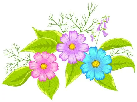 Flower cosmos Illustrazione stock