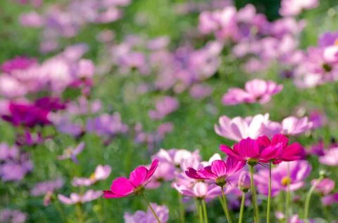 Flower cosmos Stock Photos