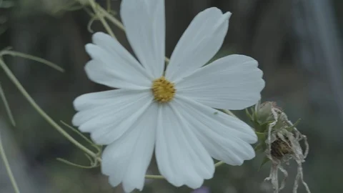 Flower Cosmos White 2 Видео 127877586