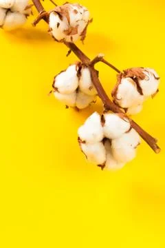 Flower cotton Stock Photos