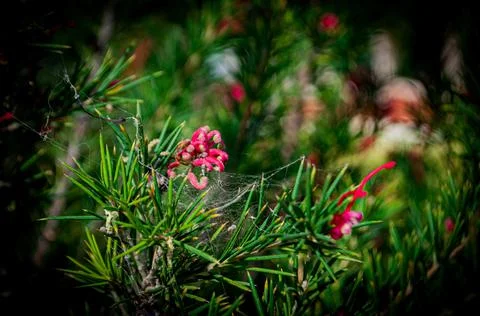 The flower is covered with spider web Foto stock