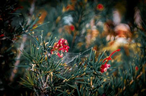 The flower is covered with spider web Stock Photos