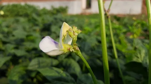 Flower of Cowpea . Stock Footage 139267238