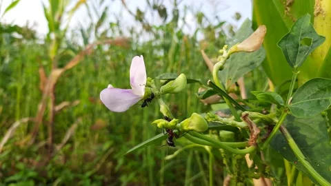 Flower of Cowpea . Stock Footage 211415489
