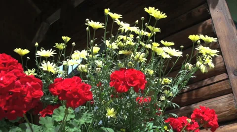 Flower Crane Video stock 27567111