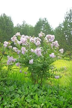 Flower of crape myrtle 스톡 사진