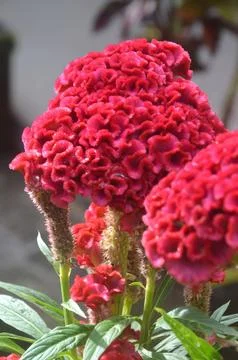 Flower crested chicken 写真素材
