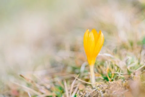 Flower of Crocus blooming in the mountains. Stock Photos