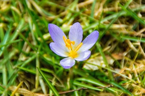 Flower of a crocus on a gras Stock Photos