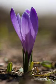 Flower - Crocus heuffelianus Stock Photos