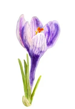 Flower of crocus Stock Illustration
