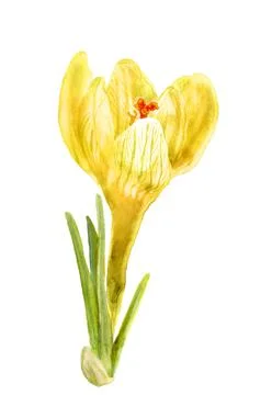 Flower of crocus Stock Illustration