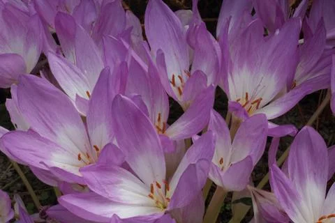 Flower Crocus Stockfoto's