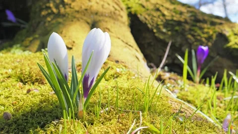 Flower crocus in spring landscape 動画素材 130801935