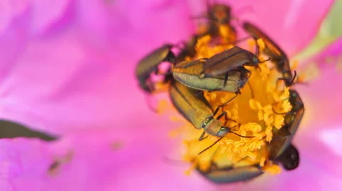 Flower crowded of beetles 库存影片 4971064