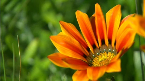 Flower cu Video stock 504321