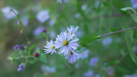 Flower CU Slow Motion Stock Footage 232523483