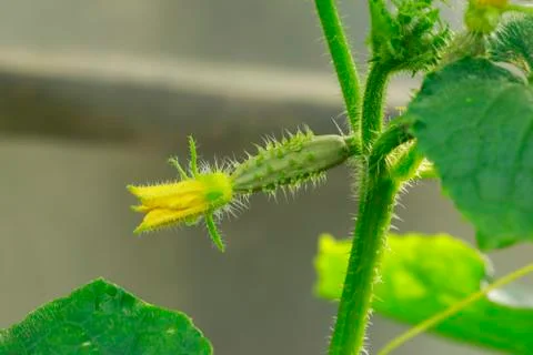 Flower of cucumber Stock Photos