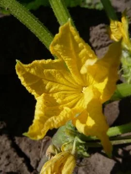 Flower of cucumber. Stock Photos