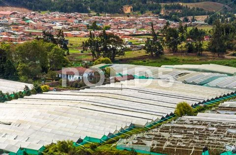 Flower Cultivation Stock Photos