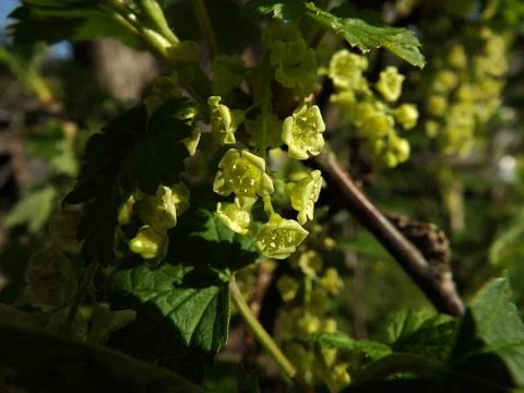 Flower of currant, Photos