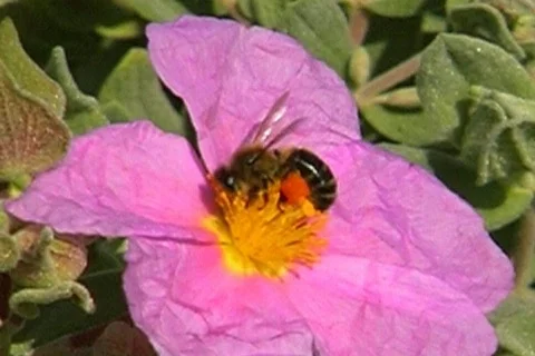 Flower Cystus with bee Stock Footage 399256