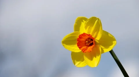 Flower daffodil Stock Footage 49208299