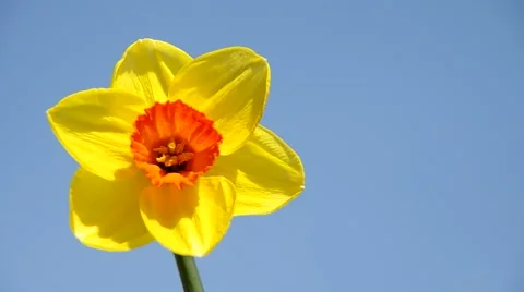 Flower daffodil Stock Footage 49208311